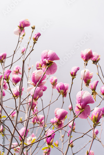 Magnolia blossomed on a background of white clouds in the sky. The beginning of spring. beautiful flowers. © robertuzhbt89