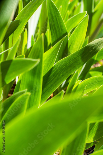 green background with grass texture in nature. grass natural color.