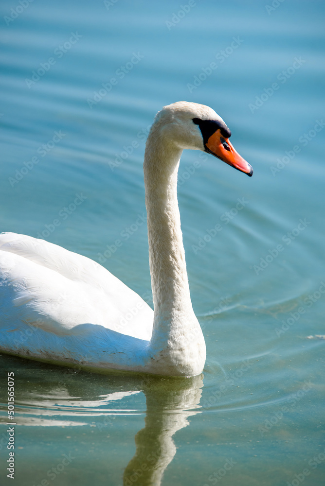 Swan swim in the lake
Swan swim in the lake