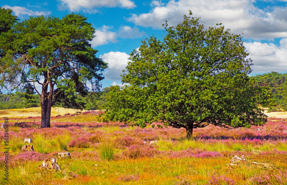 Beautiful dutch heath land landscape with blooming heather flowers, oak and scotch  pine conifer trees, blue sky fluffy clouds - Loonse und Drunense Duinen, Netherlands