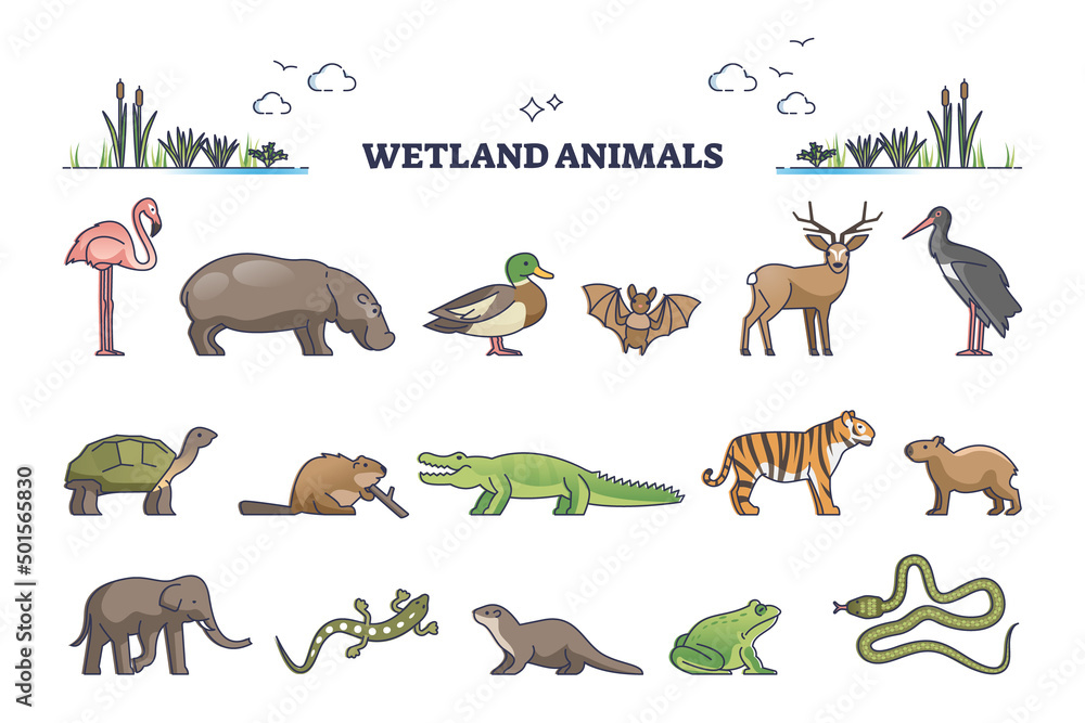 Wetland animals collection with wet environment fauna species outline set.  Wildlife mammals, birds and reptiles adapted to water and wet soil vector  illustration. Hydric ground life habitat examples. Stock Vector | Adobe