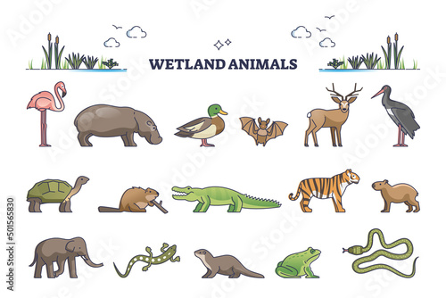 Wetland animals collection with wet environment fauna species outline set. Wildlife mammals, birds and reptiles adapted to water and wet soil vector illustration. Hydric ground life habitat examples.