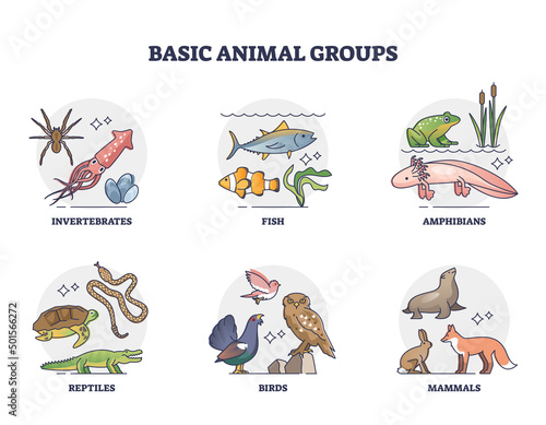 Basic animal groups and biological nature categories division outline diagram. Labeled educational zoology scheme with invertebrates, fish, amphibians, reptiles, birds and mammals vector illustration.