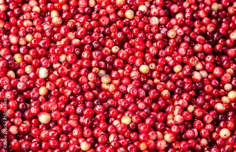 Natural background from fresh harvested cranberry Natural background from fresh harvested cranberry