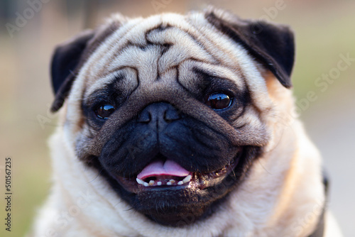 Portrait of a cute pug that stuck out his tongue.