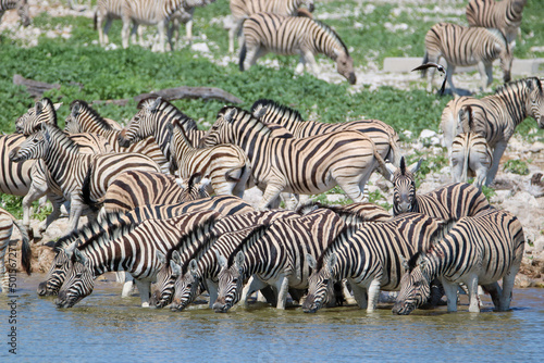Zebra drinking water at Okaukuejo waterhole, Etosha National Park, Namibia