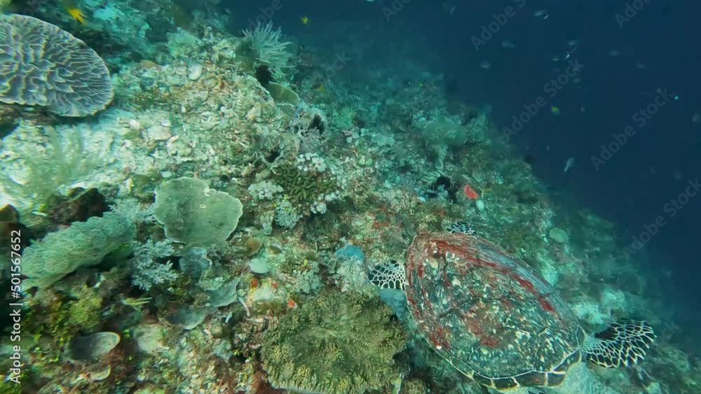 A beautiful Hawksbill sea turtle gracefully swimming over stunning coral reef in the coral triangle, Timor Leste, Southeast Asia A beautiful Hawksbill sea turtle gracefully swimming over stunning coral reef in the coral triangle, Timor Leste, Southeast Asia