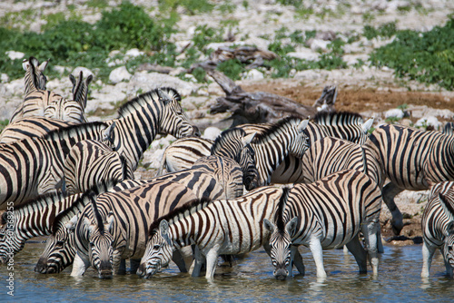 Zebra drinking water at Okaukuejo waterhole  Etosha National Park  Namibia