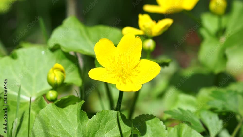 Yellow Marsh Marigold flower, Caltha palustris Yellow Marsh Marigold flower, Caltha palustris