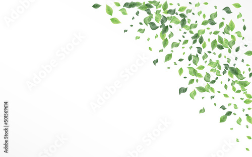 Mint Foliage Tree Vector White Background