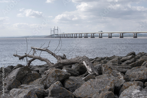 Big dead tree lying on the coast and the Prince of Wales Bridge is on the background photo