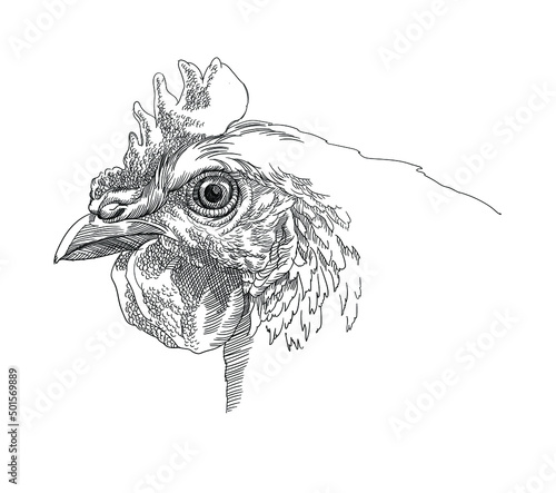 image of a rooster, chicken, head, sketch. vector illustration