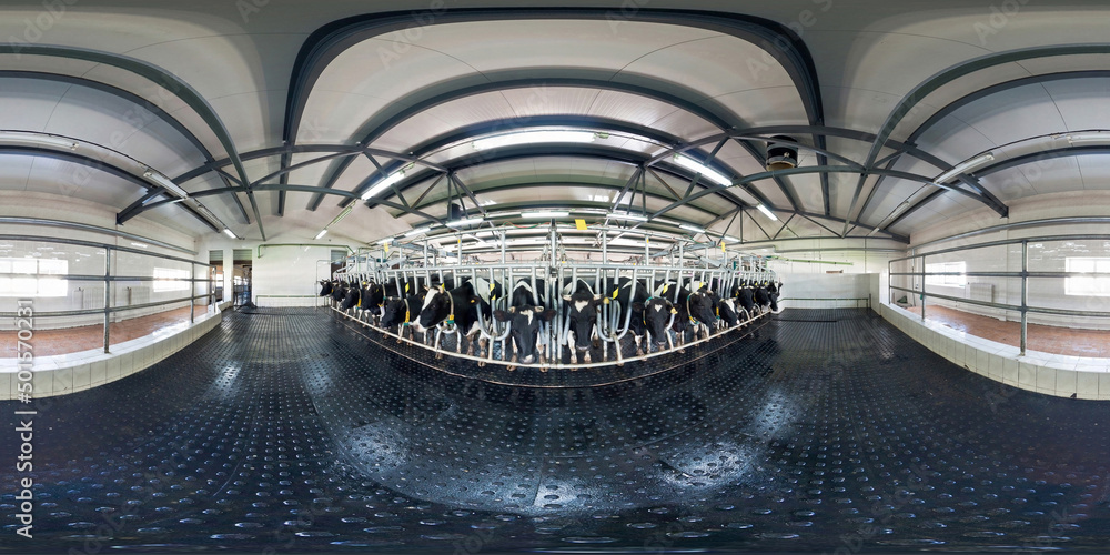 full seamless 360 panorama inside of interior of cowshed with cows in equirectangular spherical projection. Breeding cows in free animal husbandry. Livestock cow farm. Herd of black white cows