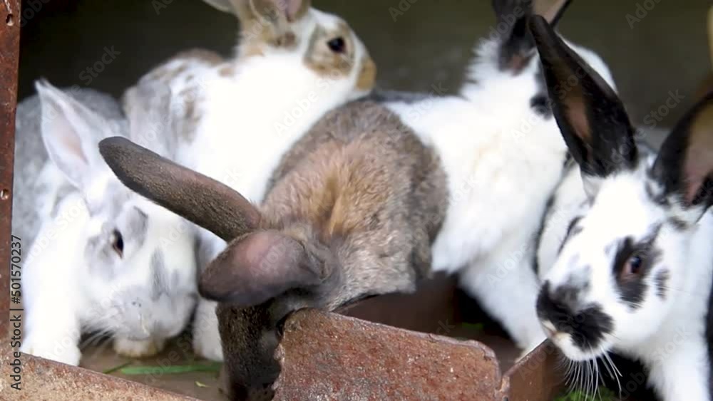 A family of rabbits in a cage. Fluffy rodents. Breeding animals on the farm. Rabbits eat green juicy grass.