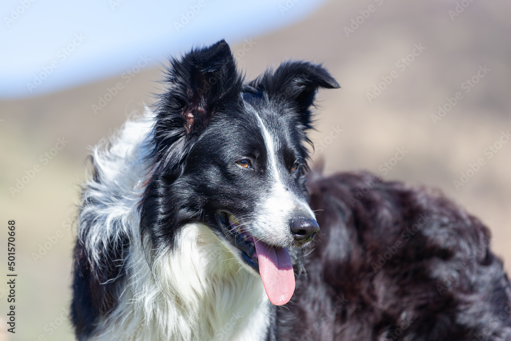 Portrait of a Border Collie outdoors Portrait of a Border Collie outdoors