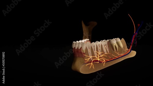 Tooth - detail model - 3D model animation on a black background. Nerves, cut tooth, arteries. photo
