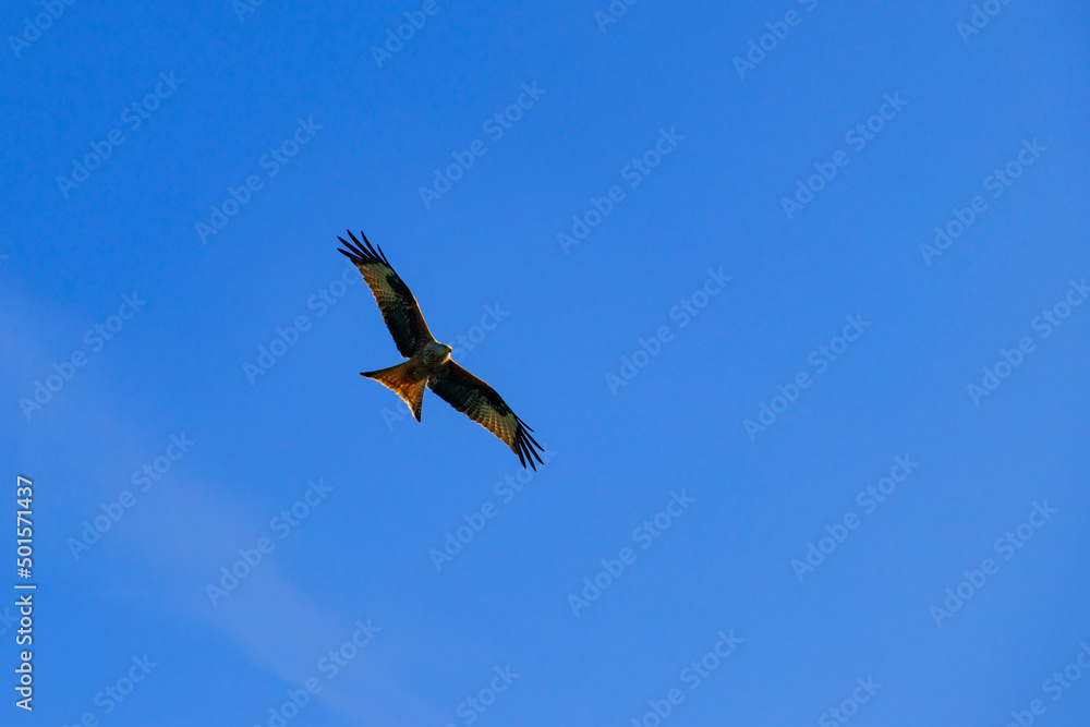 Fototapeta premium Red kite with spread wings soaring against the blue sky