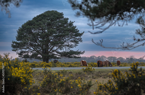 Lone Tree New Forest