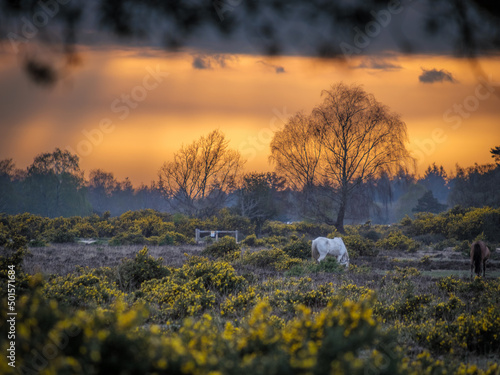 White Horse In New Forest Sunset