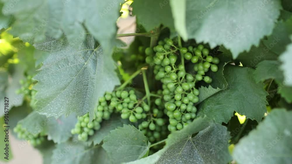 CLOSE UP, Delicious grapes growing in famous wine region are ripening
