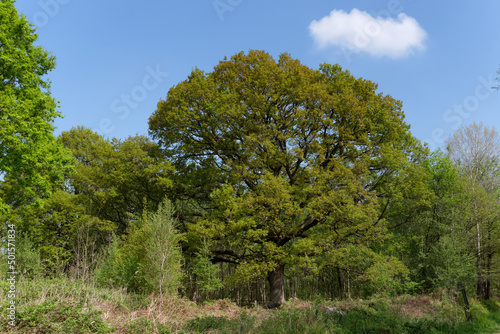 Big oak tree in Notre-Dame forest. Ile-De-France region