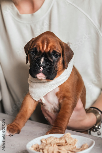 A woman eats breakfast at the table and feeds cereal and milk to a small German boxer puppy. The concept of treating dogs as friends  as people