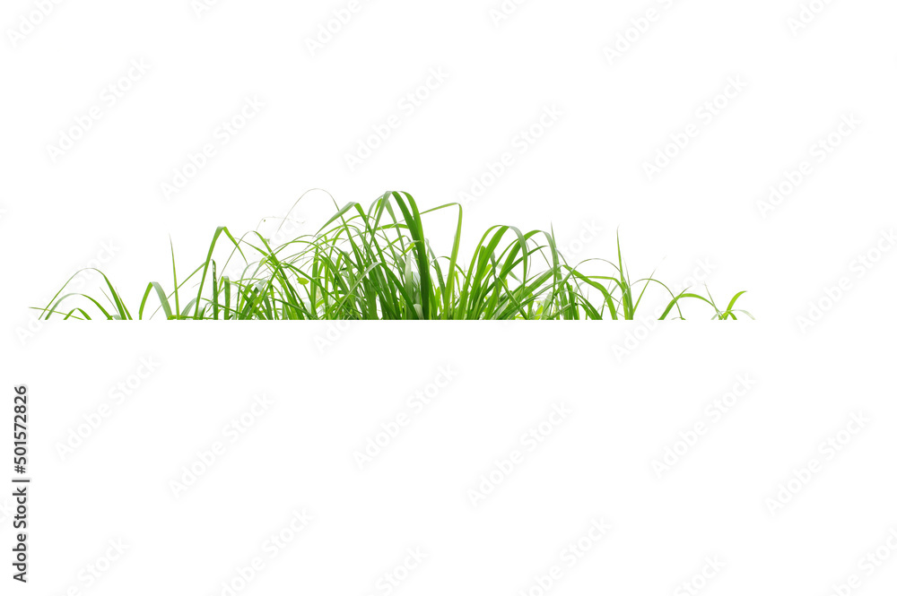 Fototapeta premium Green Grass Border isolated on white background.The collection of grass.(Manila Grass)The grass is native to Thailand is very popular in the front yard.
