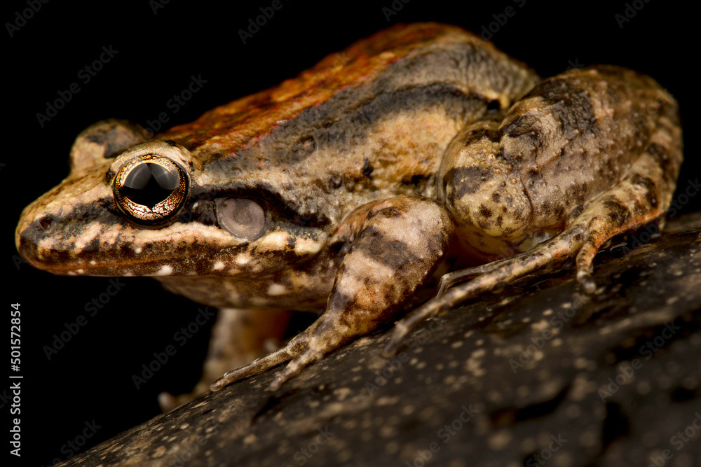 Fototapeta premium Windward ditch frog (Leptodactylus validus)