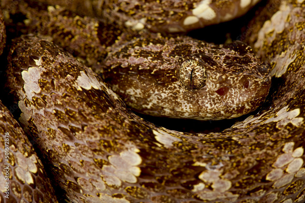 Fototapeta premium Speckled Forest Pit Viper (Bothrops taeniatus taeniatus)