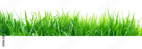 Isolated green grass on a white background