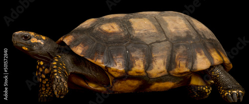 Yellow-footed tortoise (Chelonoidis denticulatus)