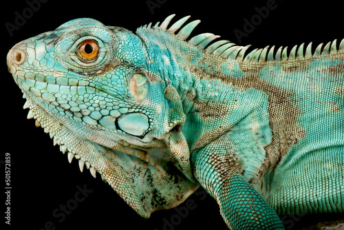 Wild Blue Iguana (Iguana iguana) 