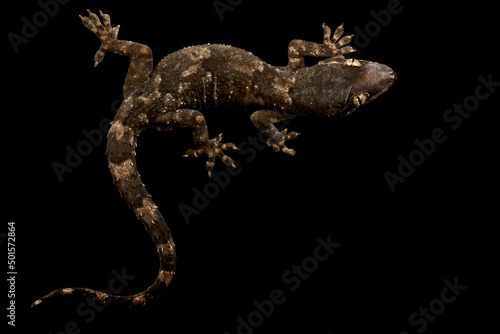 Tropical House Gecko (Hemidactylus benguellensis)