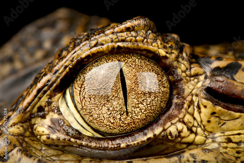 Spectacled caiman (Caiman crocodilus) eye