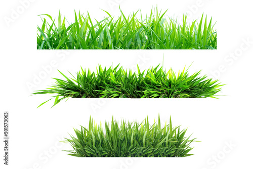 Isolated green grass on a white background 