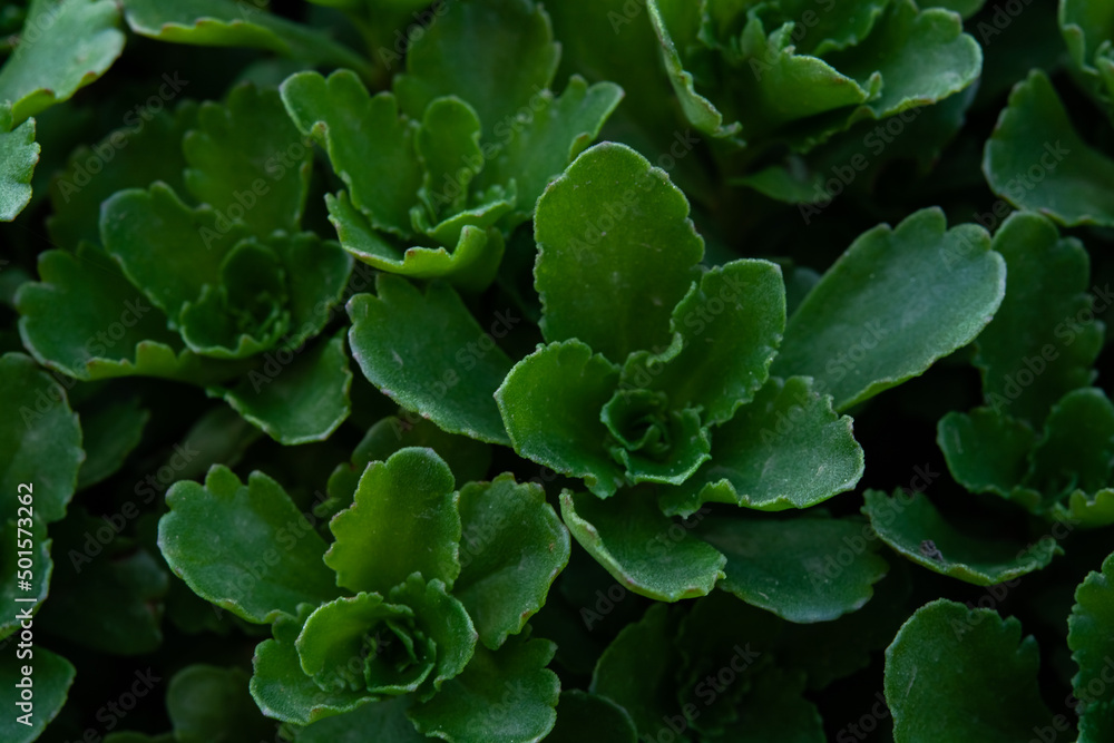 Green plant leaves Green plant leaves