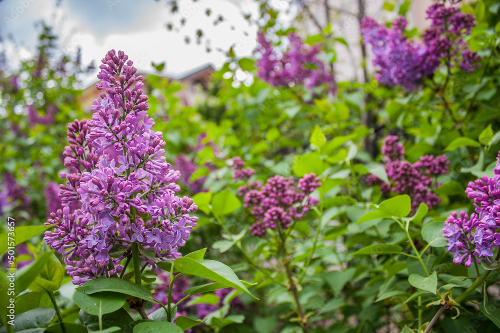 Branch of lilac flowers with the leaves Branch of lilac flowers with the leaves