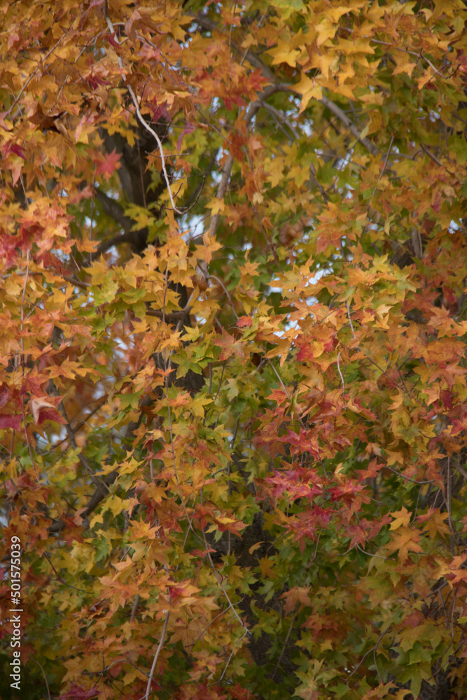 autumn leaves in the forest autumn leaves in the forest