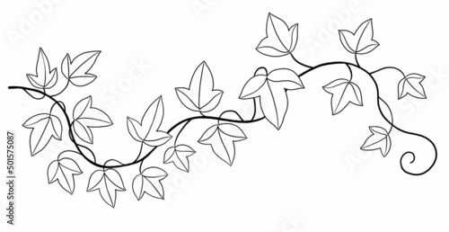 Simplicity ivy freehand drawing flat design.