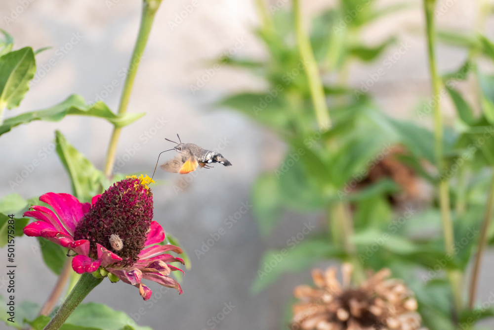 Close-up shot of a Colibri Moth (Macroglossum stellatarum) collecting nectar from flowers Close-up shot of a Colibri Moth (Macroglossum stellatarum) collecting nectar from flowers