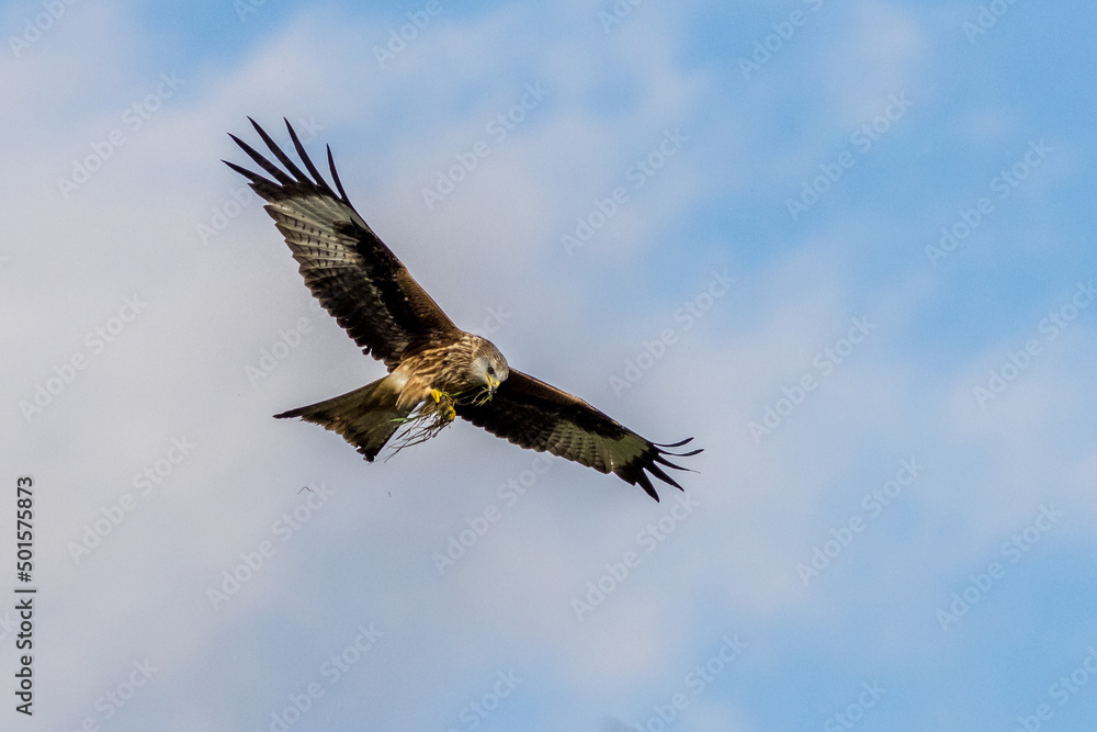 Obraz premium Red Kite (Milvus milvus)