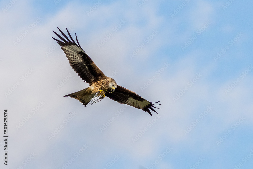 Obraz premium Red Kite (Milvus milvus)
