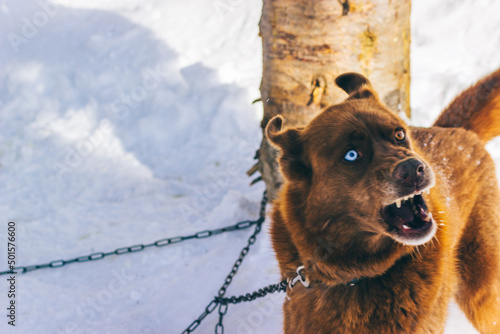 Aggressive red dog with different eye colors, on a chain. Angry dog on a chain