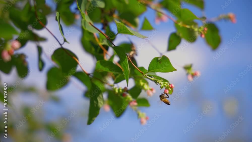 Slow motion capture of bee flying and landing on symphoricarpos albus flower Slow motion capture of bee flying and landing on symphoricarpos albus flower