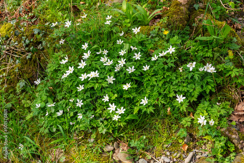 A patch of Wood Anemones in springtime
