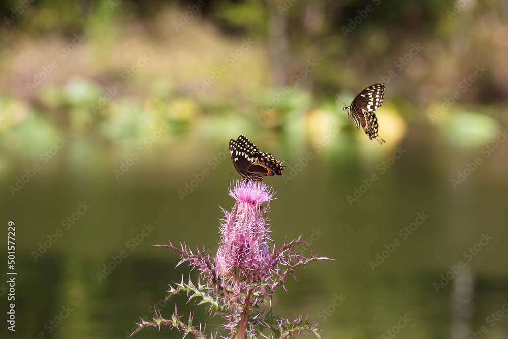 Two Palamedes Swallowtail Butterfly compete for space to forage on the nectar of a deep purple thistle bloom Two Palamedes Swallowtail Butterfly compete for space to forage on the nectar of a deep purple thistle bloom