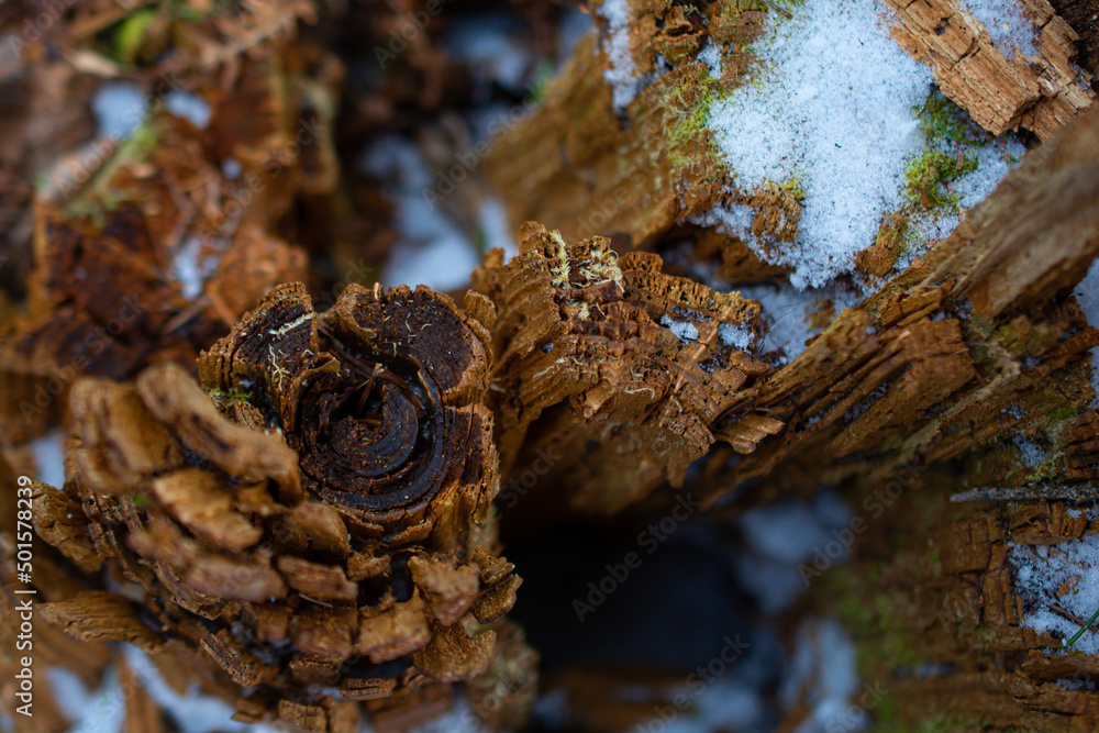 Fototapeta premium old wood texture