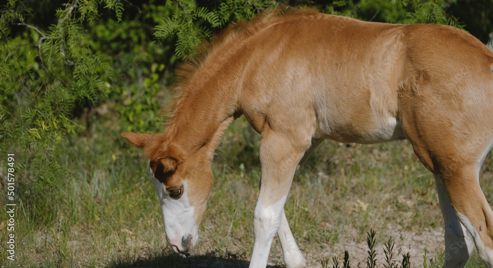 Fototapeta premium Young horse shows foal in spring Texas field closeup on farm.