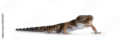 Dune gecko aka Stenodactylus petrii  standing side ways. isolated on a white background.