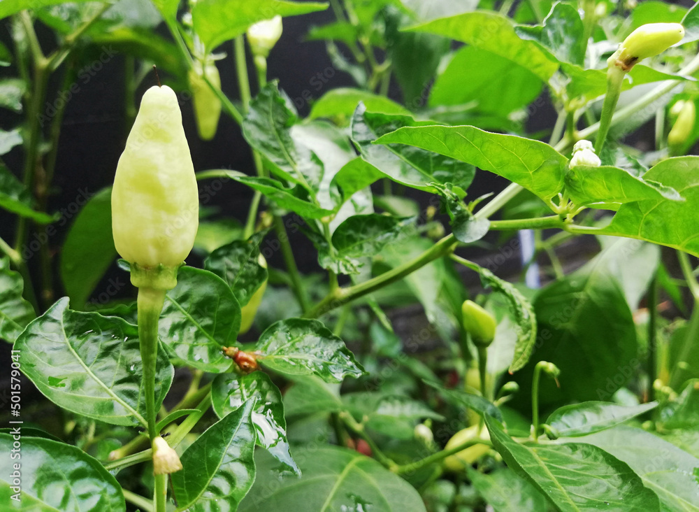 Green chili pepper growth fresh on the tree Green chili pepper growth fresh on the tree